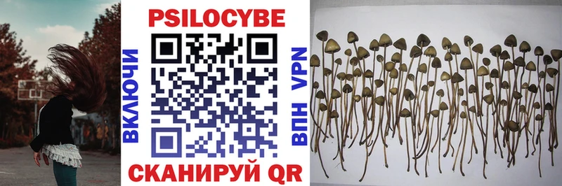 Галлюциногенные грибы Psilocybe  Слюдянка 